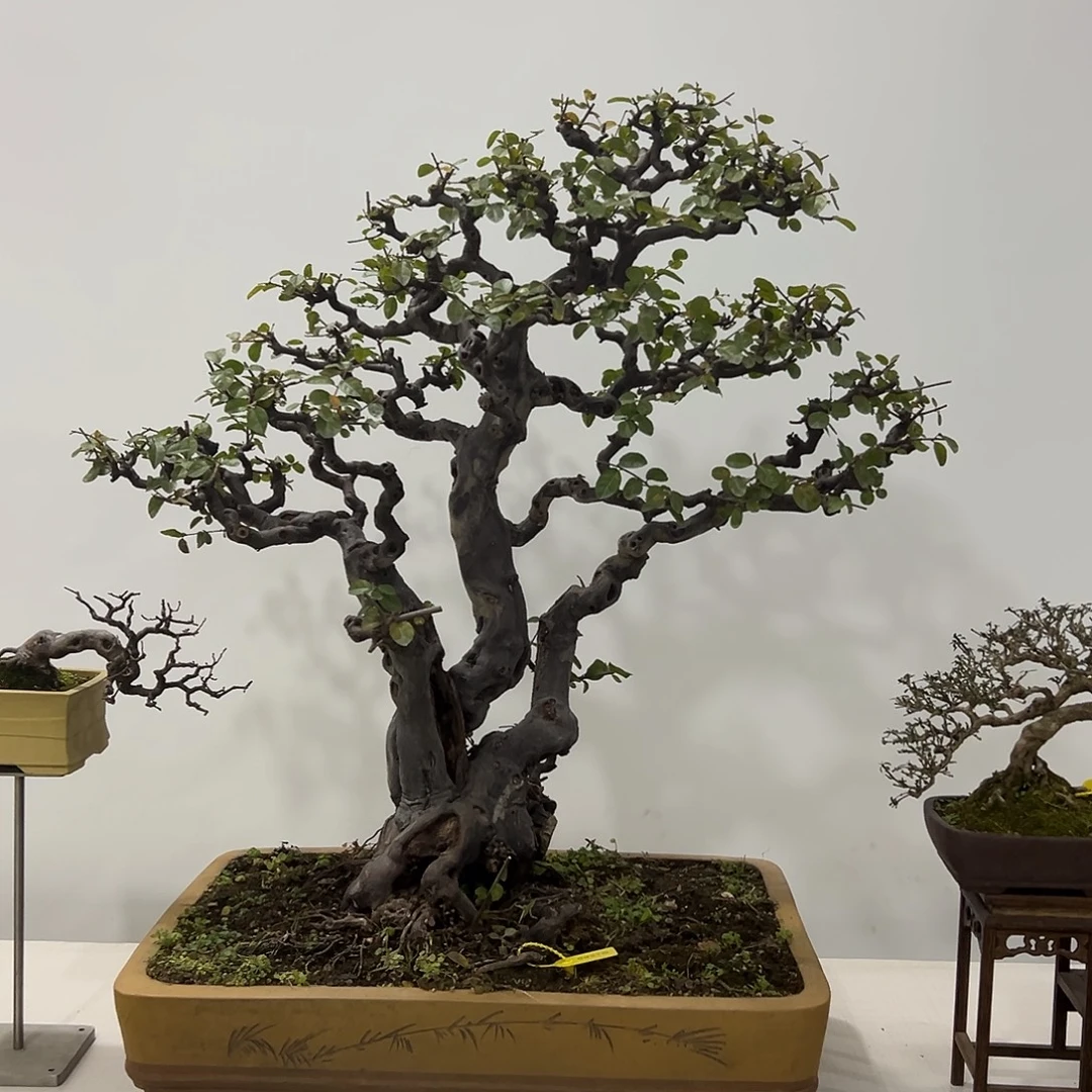 新***生无花朵雀梅123456789