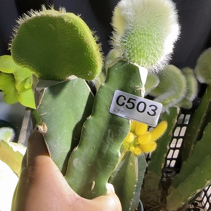 美**辰嫁接九尾狐缀化➕青蛇缀503