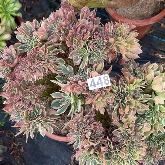 清****多肉植物一个女神448