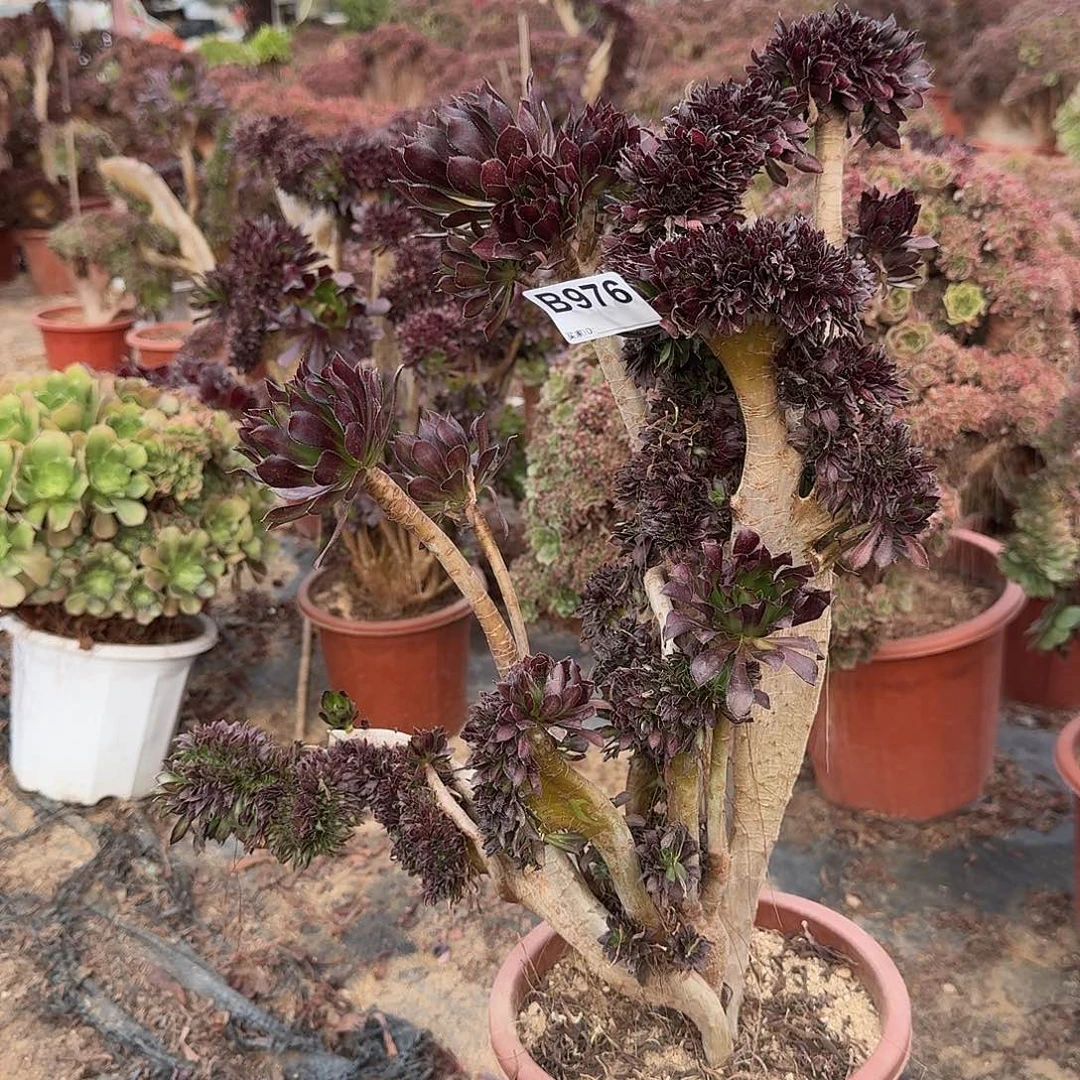 976黑法师有伤一颗呀