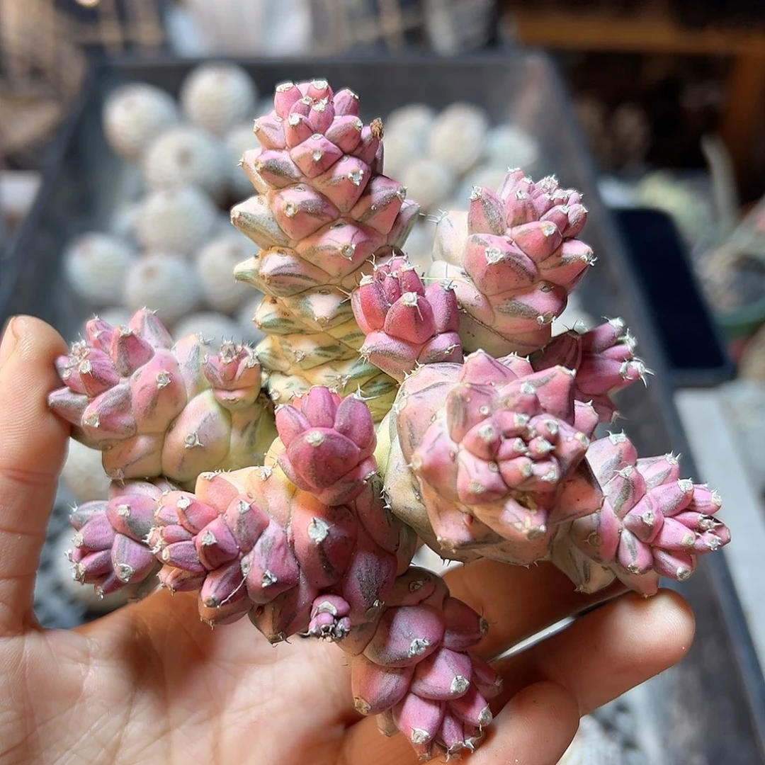 27日晚5号自根将军阁锦11.4公分