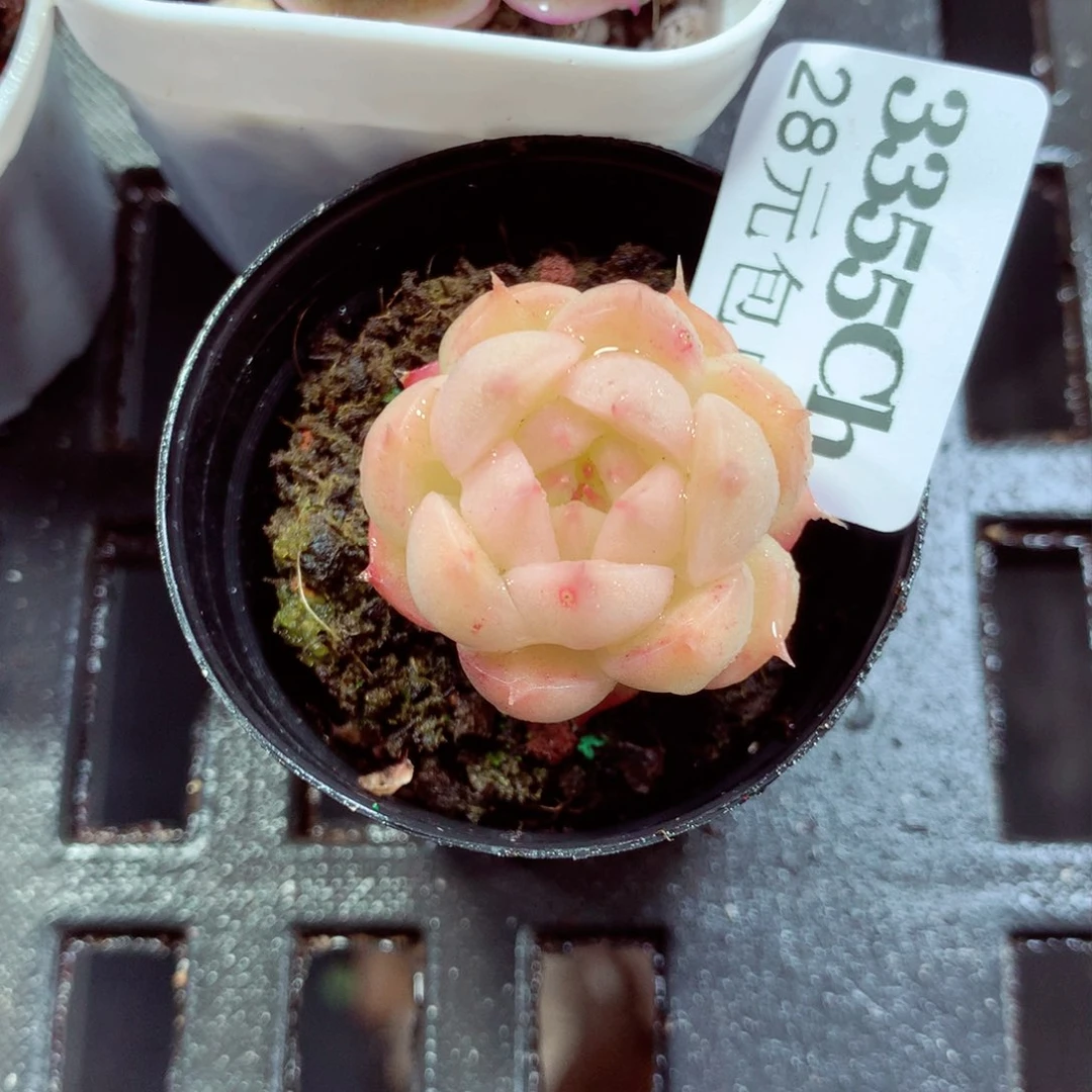 5厘米盆精控多肉3355