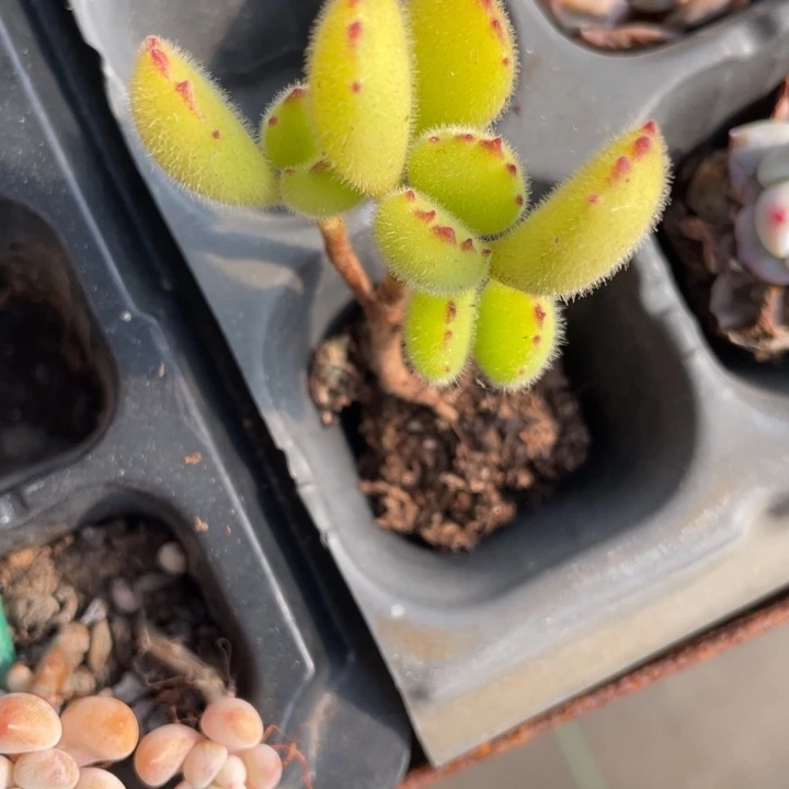 三****薇小熊专拍一颗