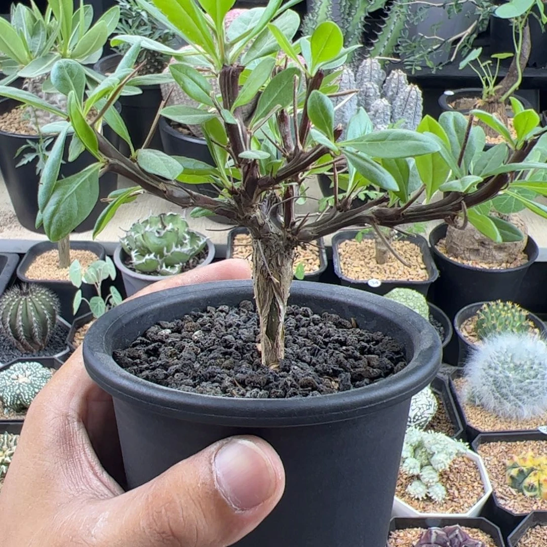 簇生福桂花一物一拍带盆发
