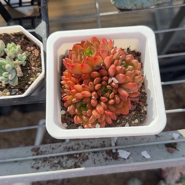 青蛙王子儿童牙膏11