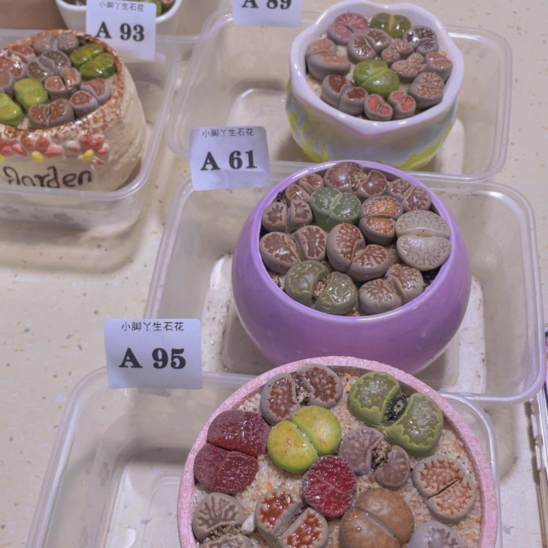 95。。。。。。。。。。。。。。。