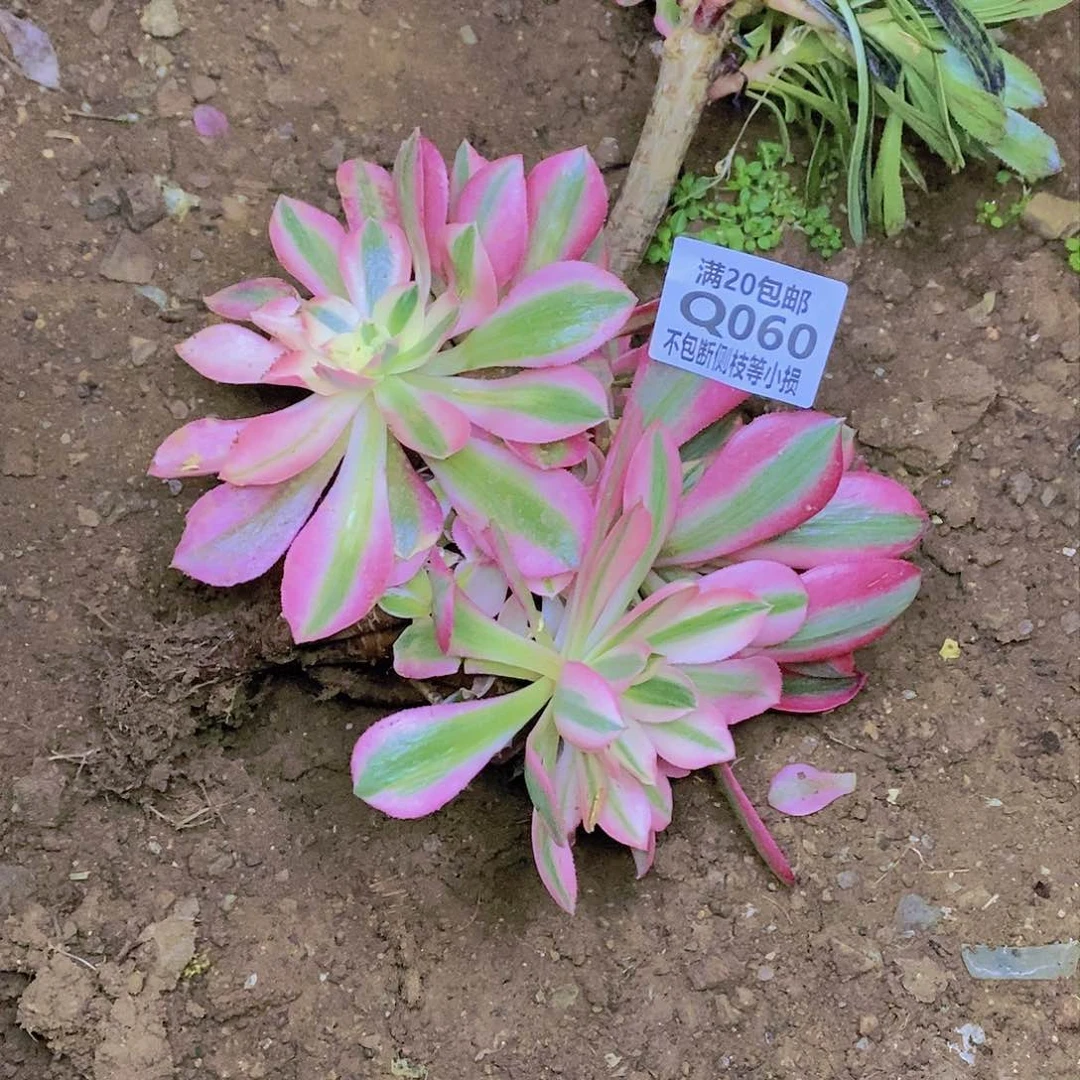 060女巫多肉法师锦多肉