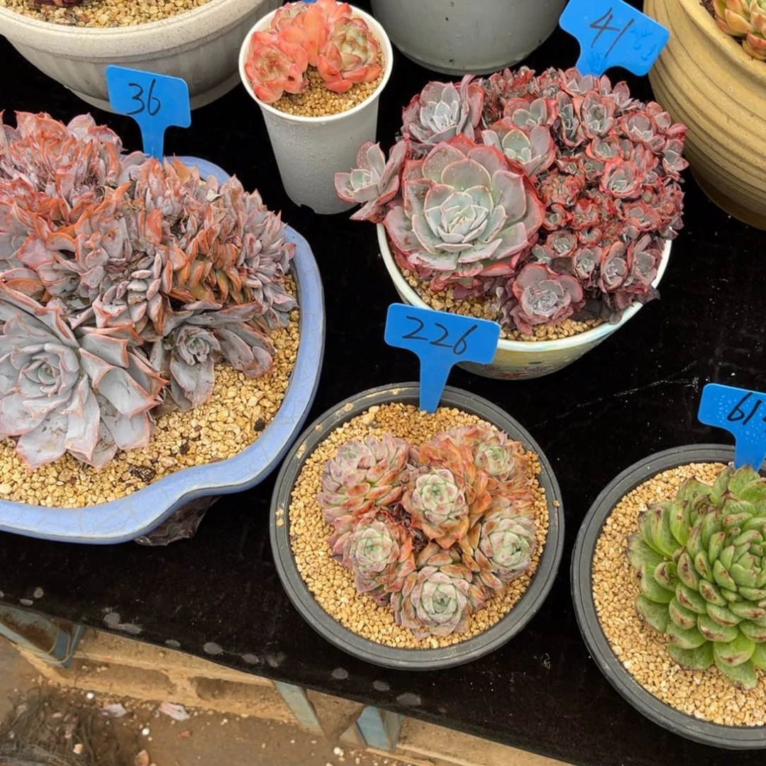 微*凉226海螺多肉