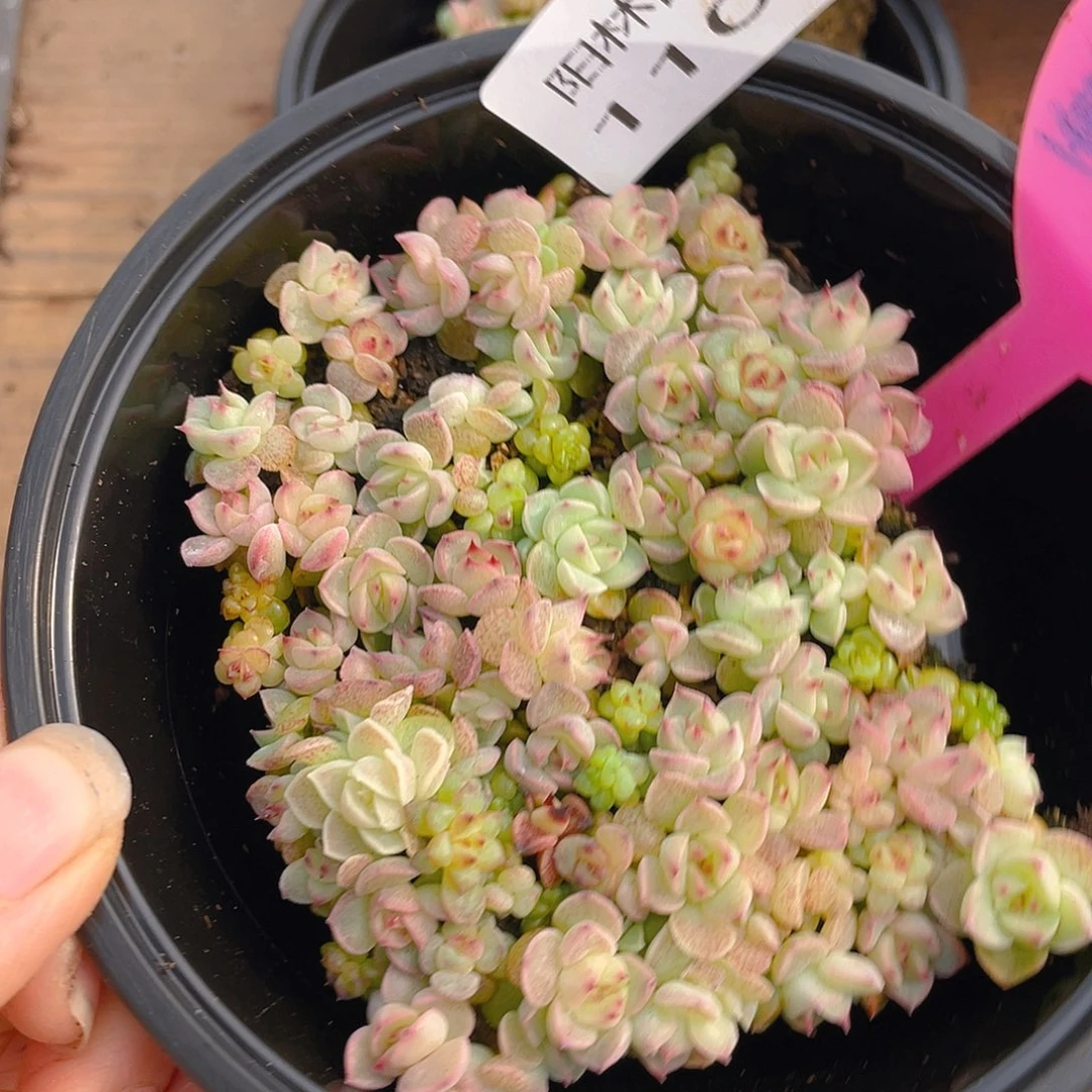 量拍多肉植物多肉植物1108