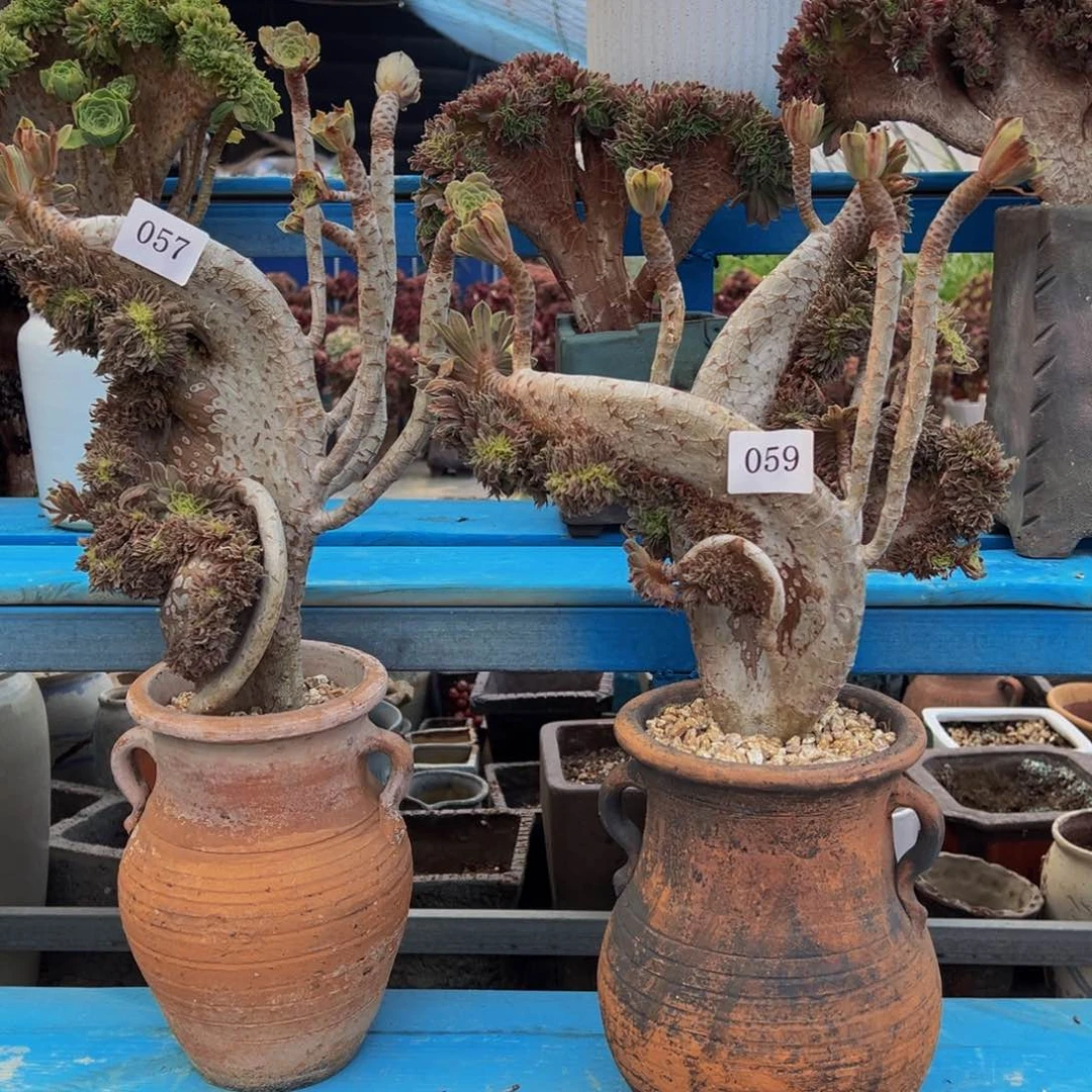 ?****）057号和059号俩颗碧螺春法师缀华