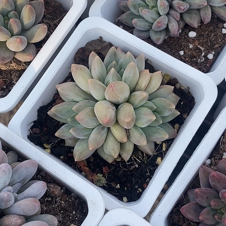 白*羊水晶球uii今年年内m m m l