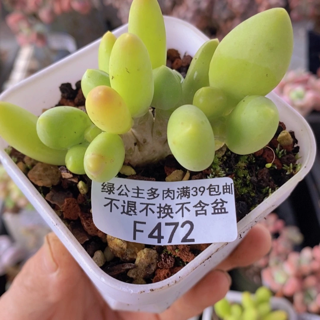 芒果奶7cm472多肉植物