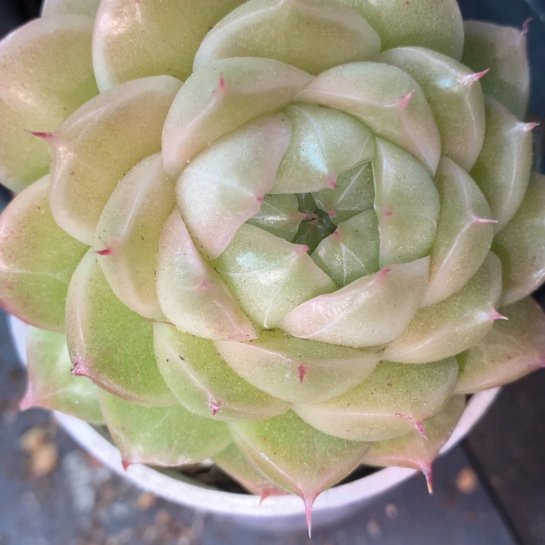 0223-125 麦杆优选