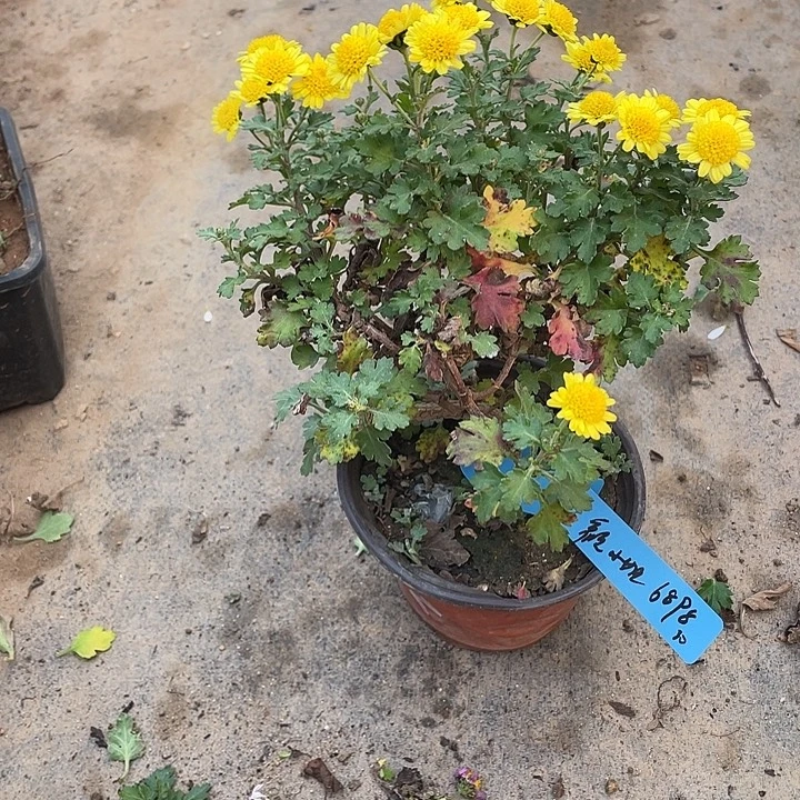 颜***姐30菊花菊花菊花菊花菊花