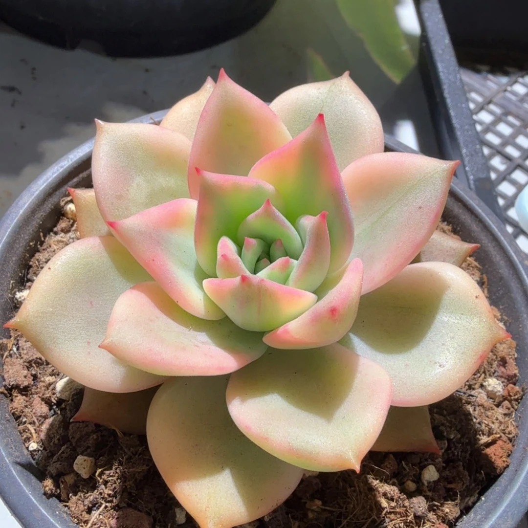 卡梅拉锦，锦上园艺