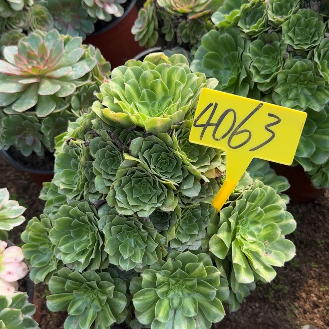 4063---翡翠琉璃多头