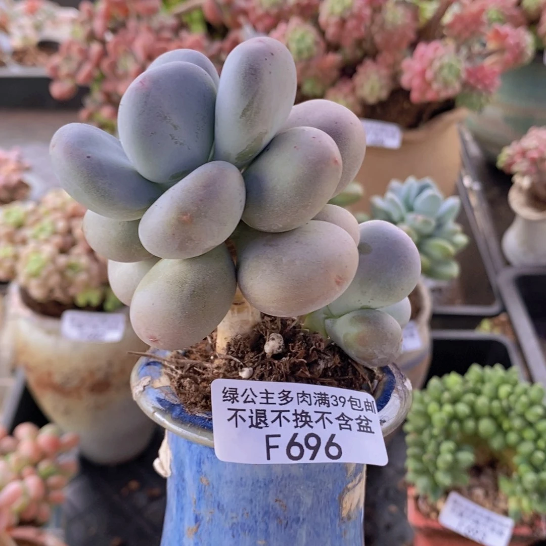 黄金大叶奶6cm696多肉植物