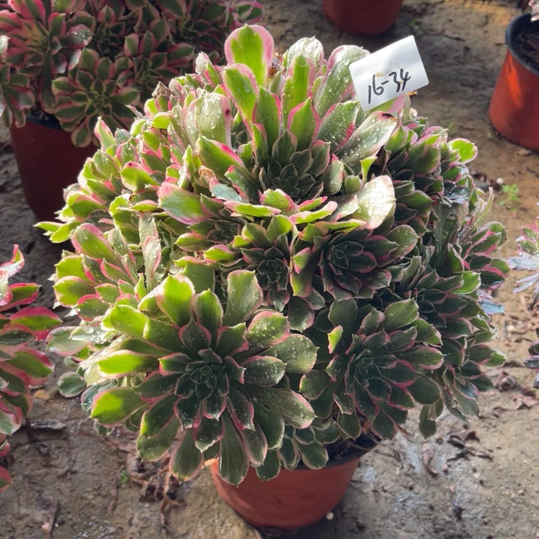 12-16-34青丝法师锦