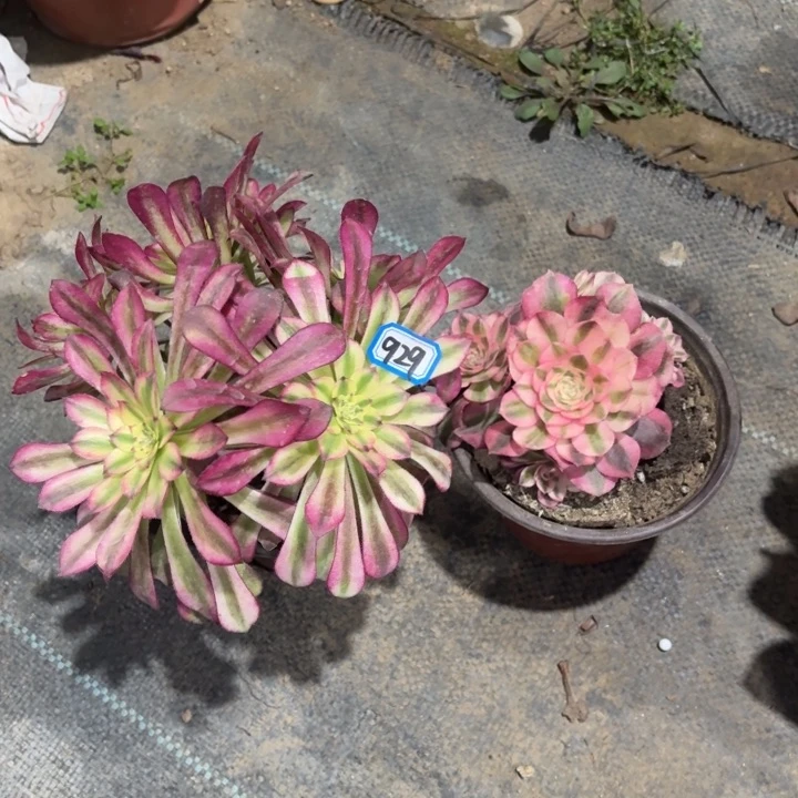 一物一拍多肉两颗929