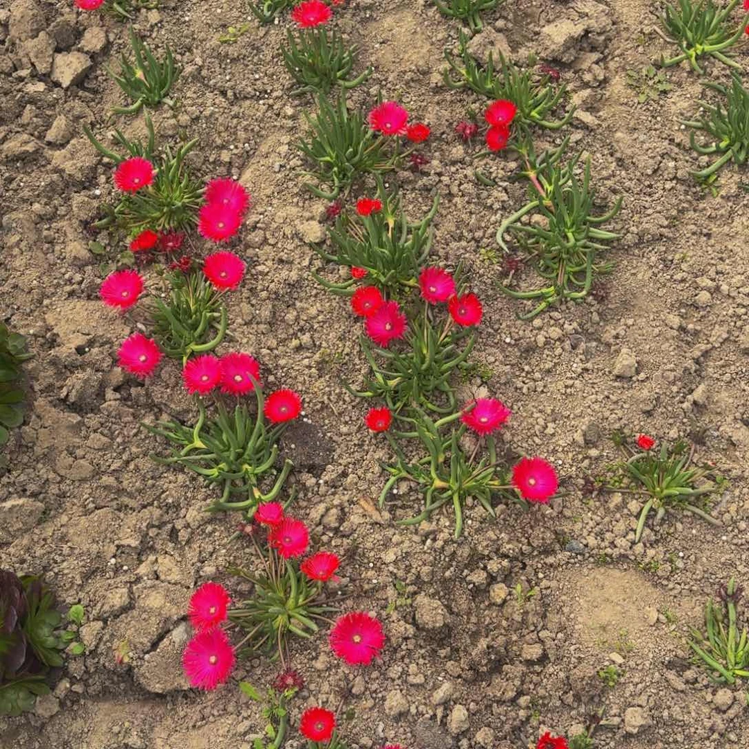 奔龙9块钱两个的