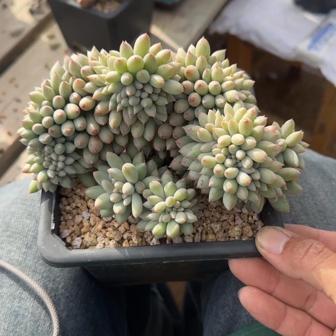 所罗门缀化五十包邮老桩