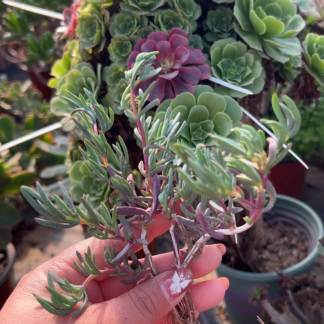 多肉植物三颗龙须海棠