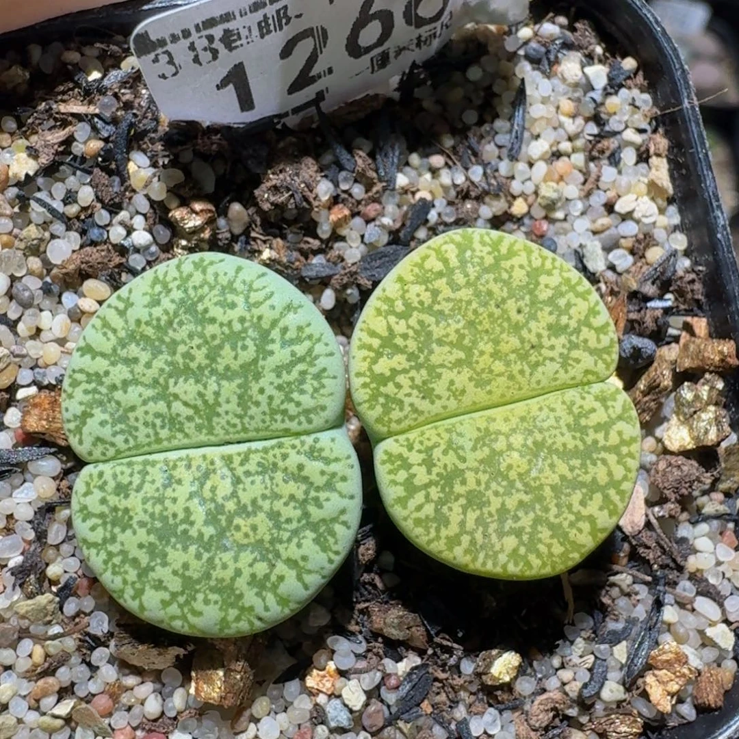 zzzz生石花肉锥1266