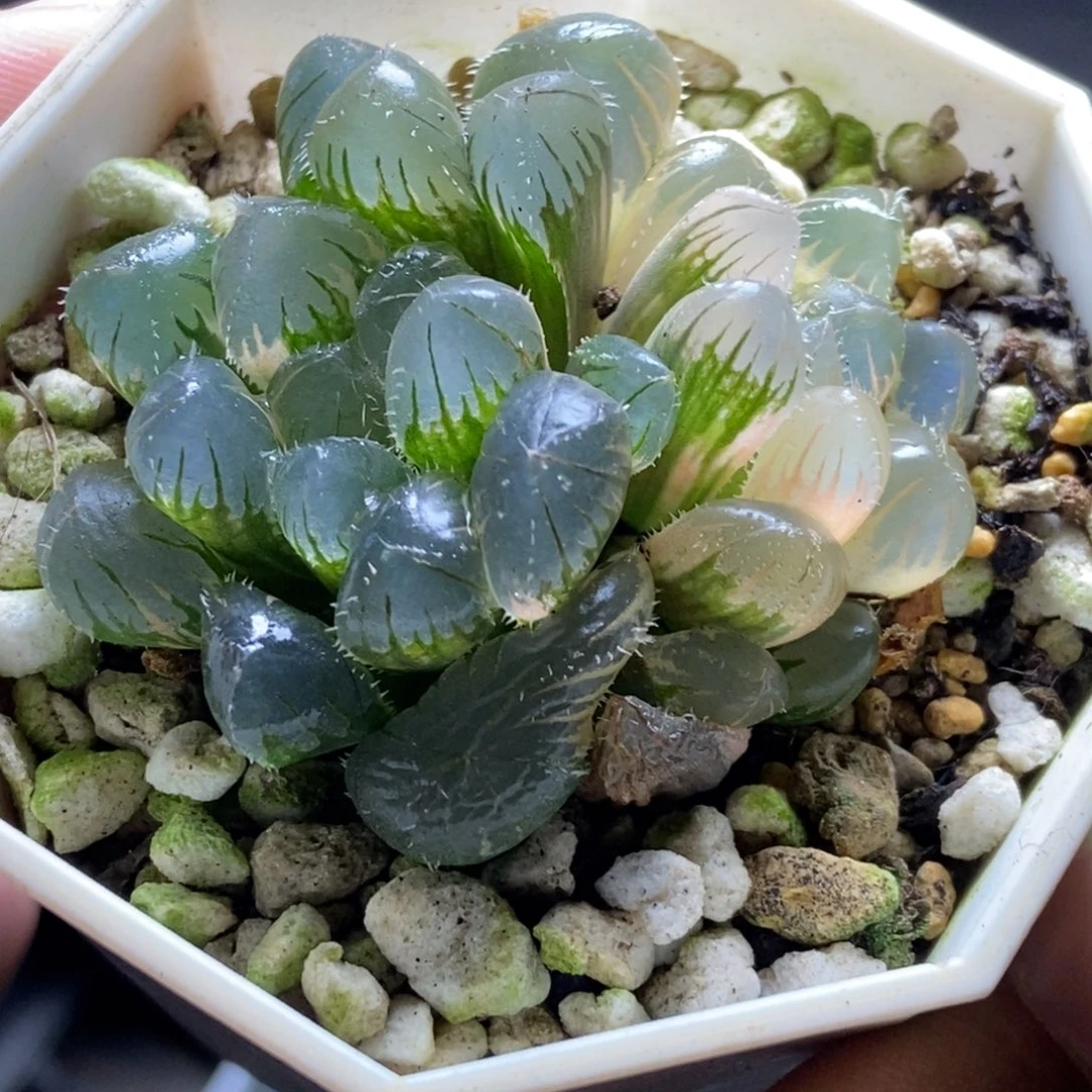 双头北极星一头极上斑一头糊斑