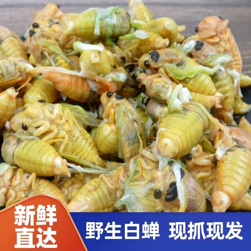 （顺丰包邮）2025白蝉新鲜白蝉嫩知了现抓脱壳知了猴银蝉速冻金蝉