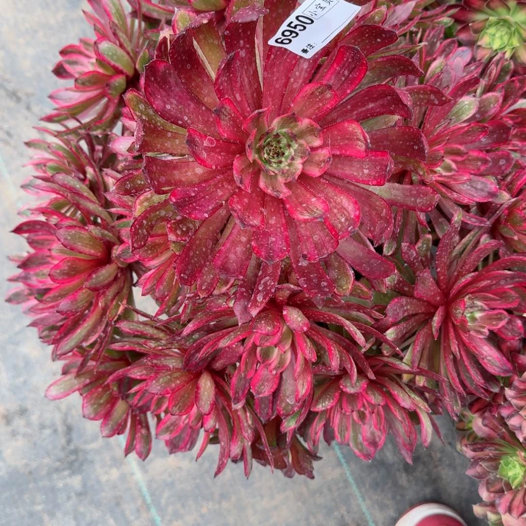 贝*6950紫霞仙子多肉多肉