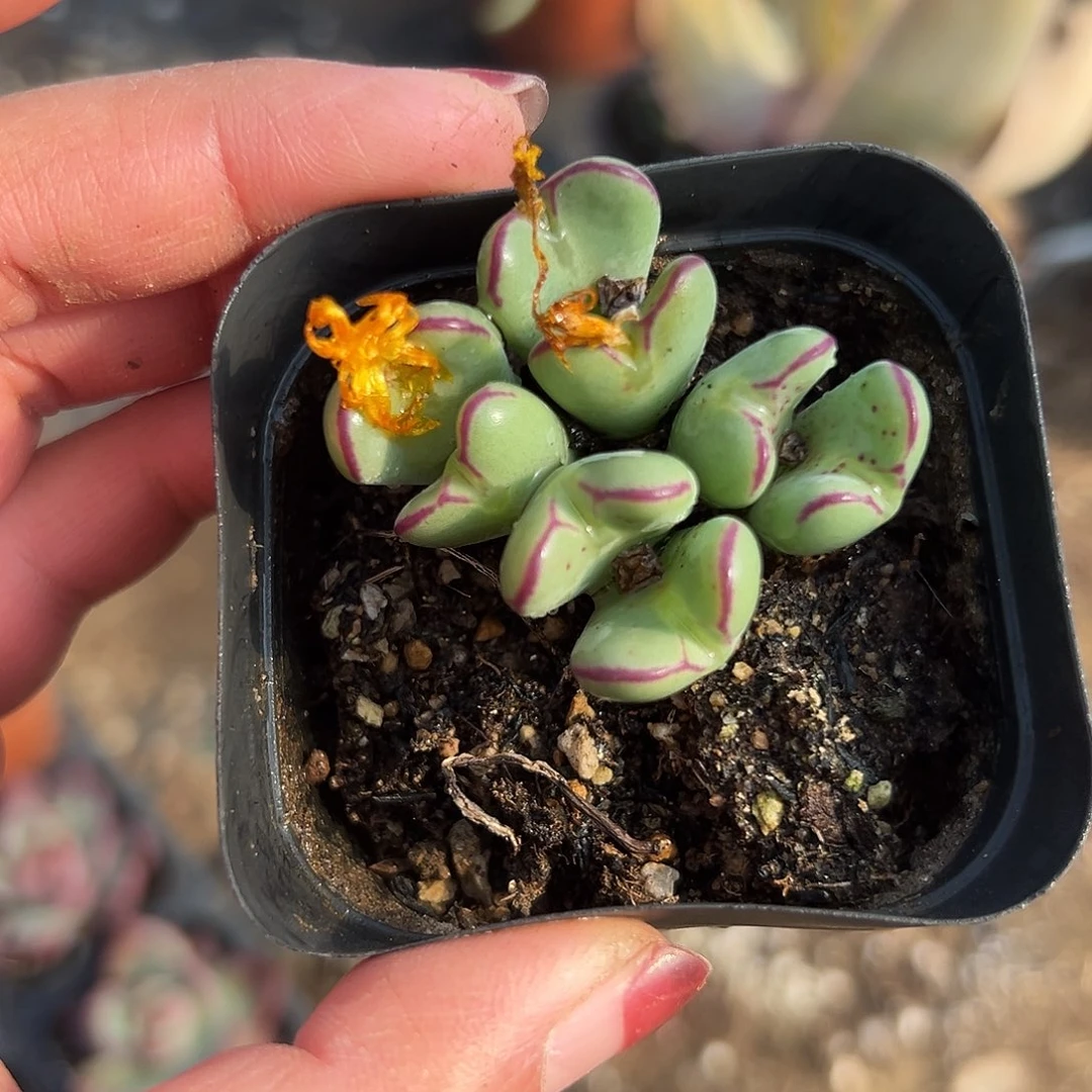 多肉植物口迪开花