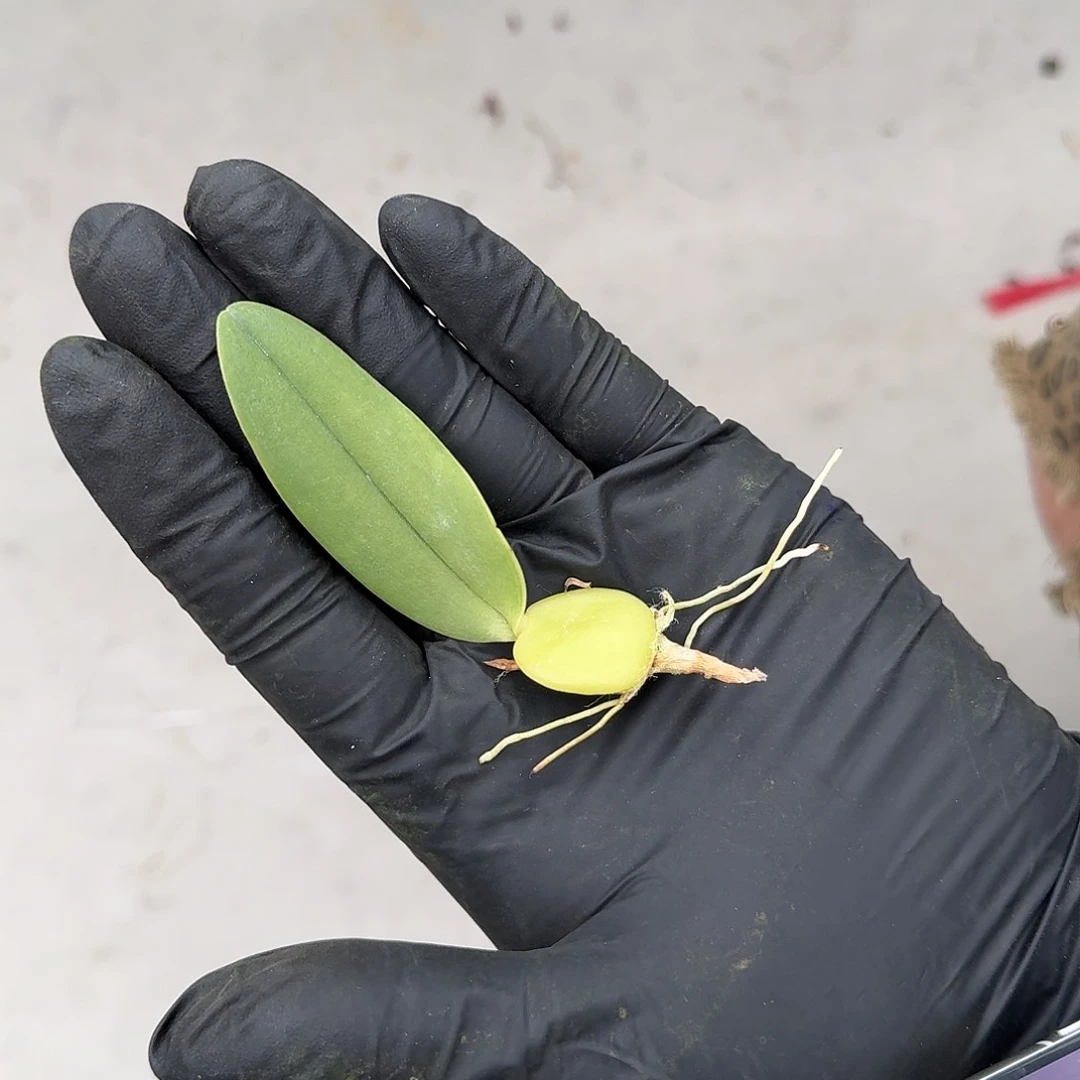 当前无花栽培后可以开花毛毛虫石豆兰 到手一个豆