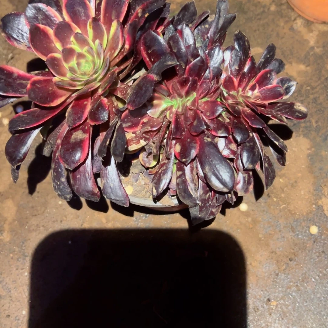 277 号多肉植物福利