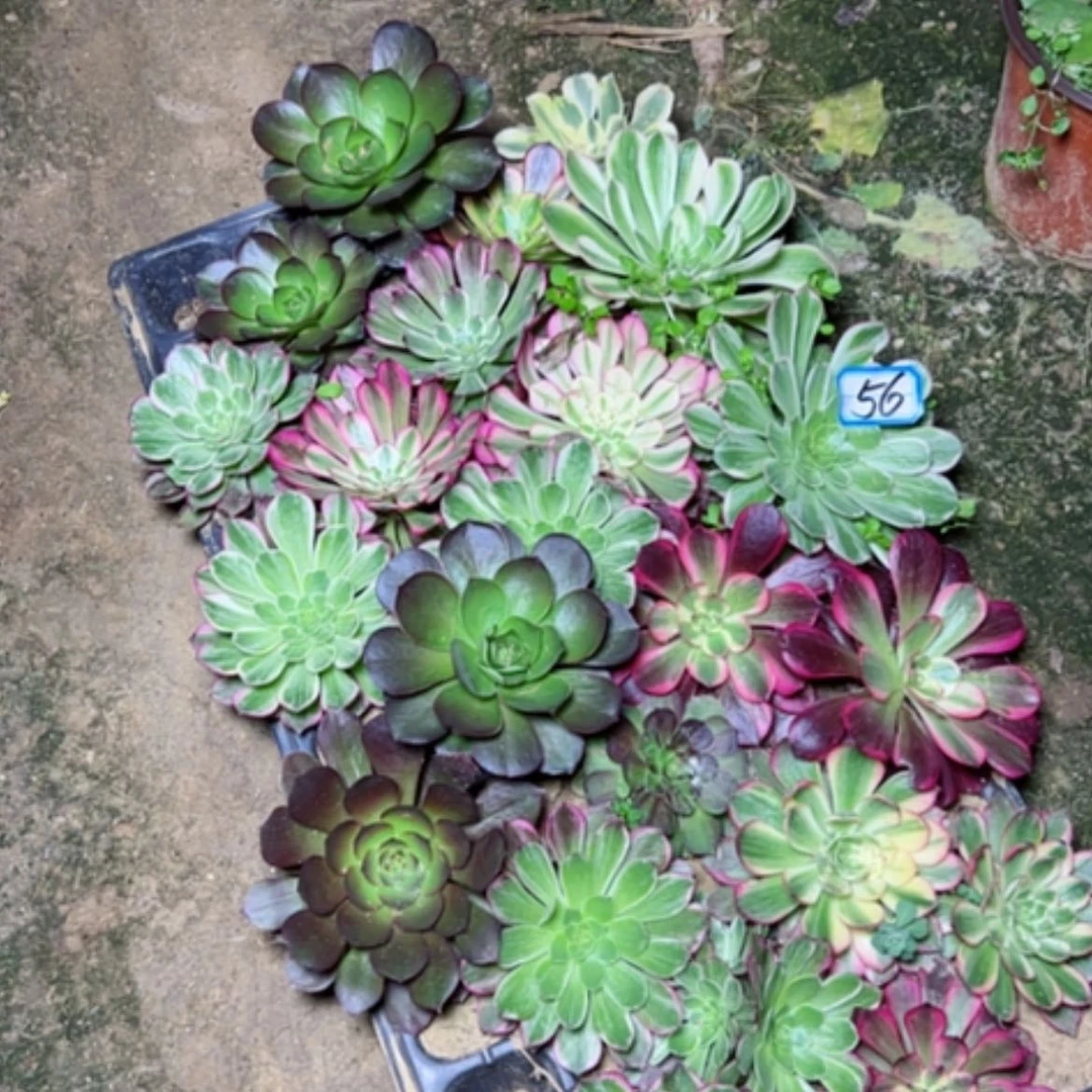 【闪购商品】小*猪多肉植物小苗56