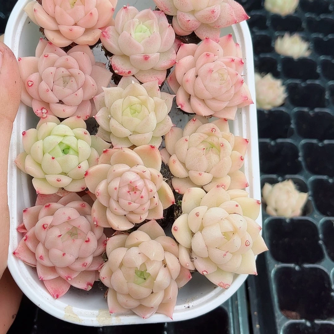 1-761 新疆西藏内蒙不发12.8包邮2-3公分多肉