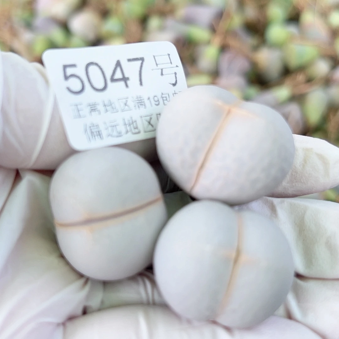 5047四年高尔夫三个2.5cm左右