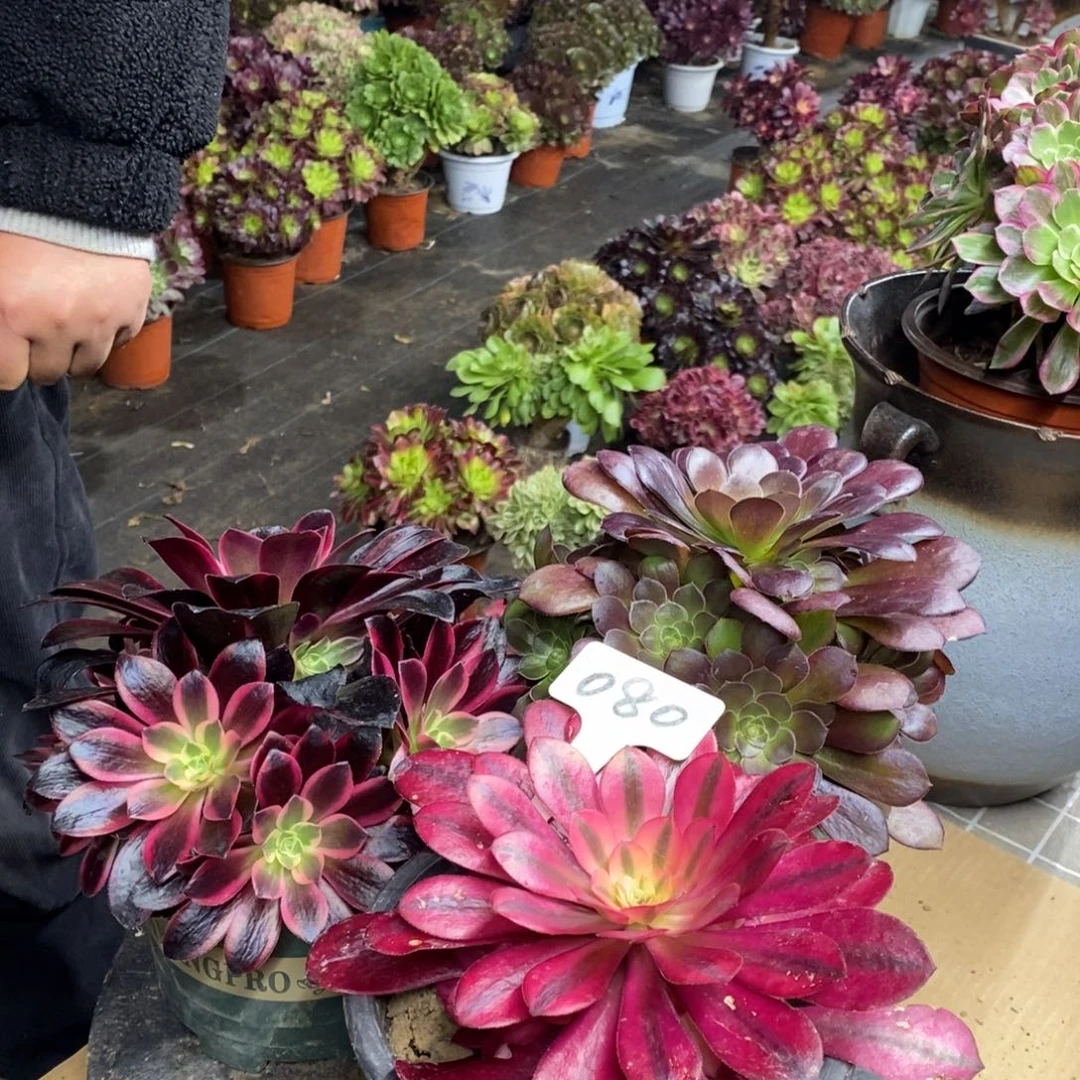 红陶080三颗一组法师