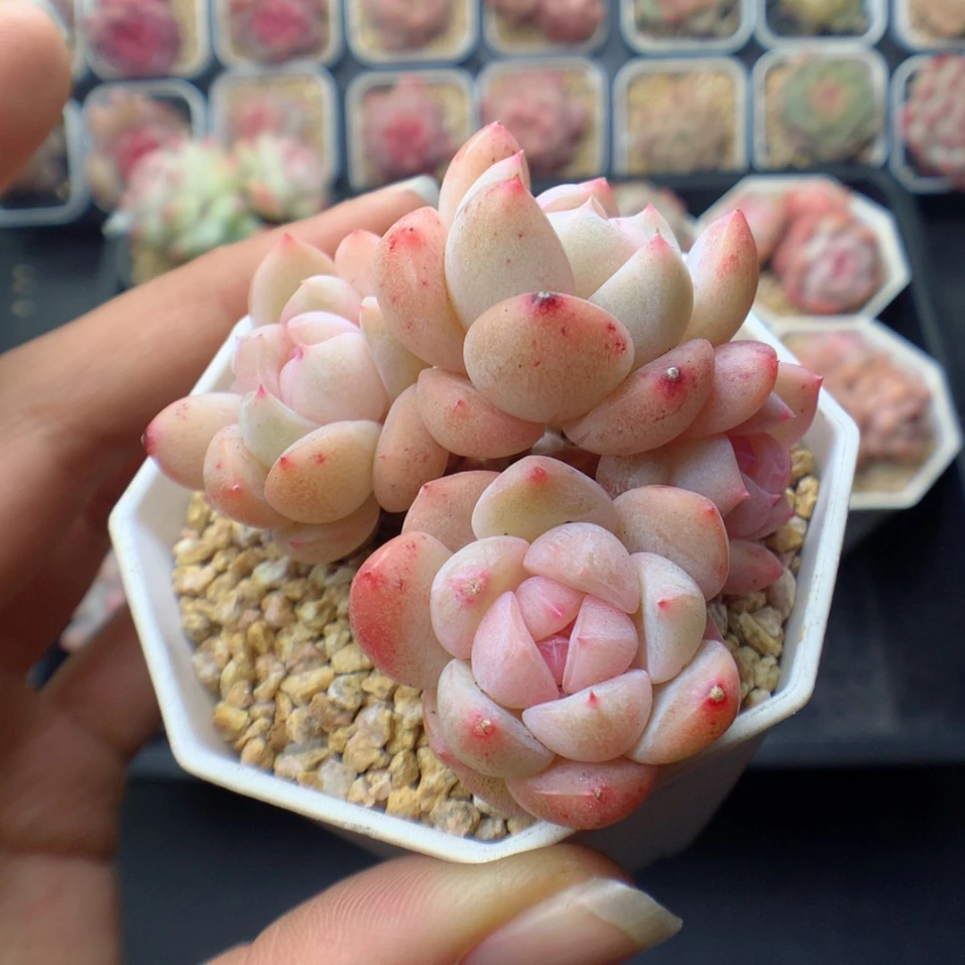 多肉植物。 糖心72