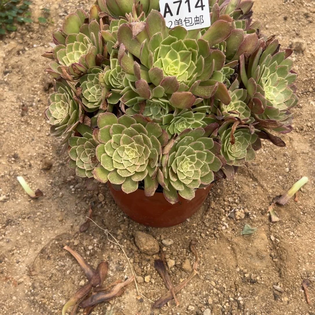 714多肉  莲花座