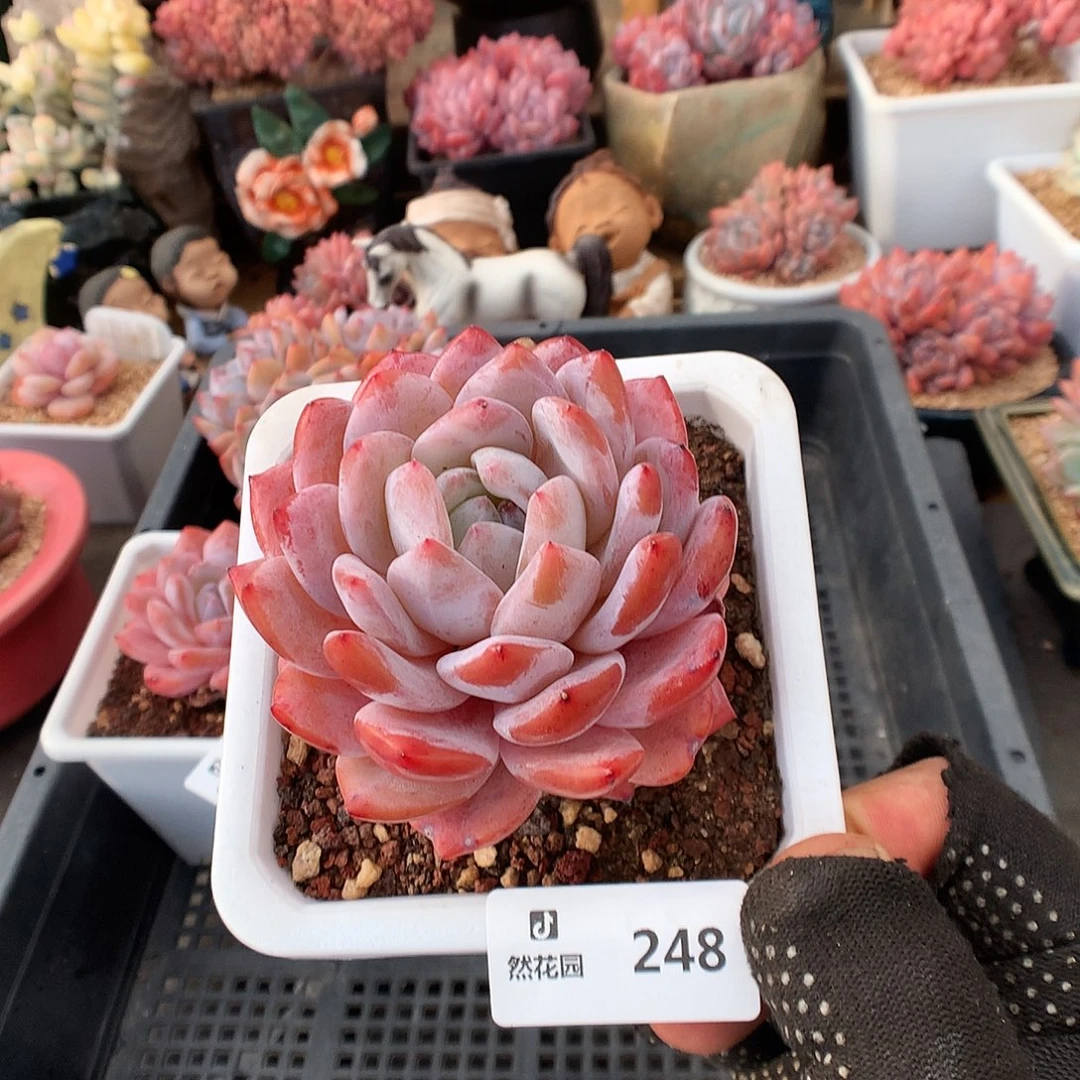 248仙女多肉植物6666