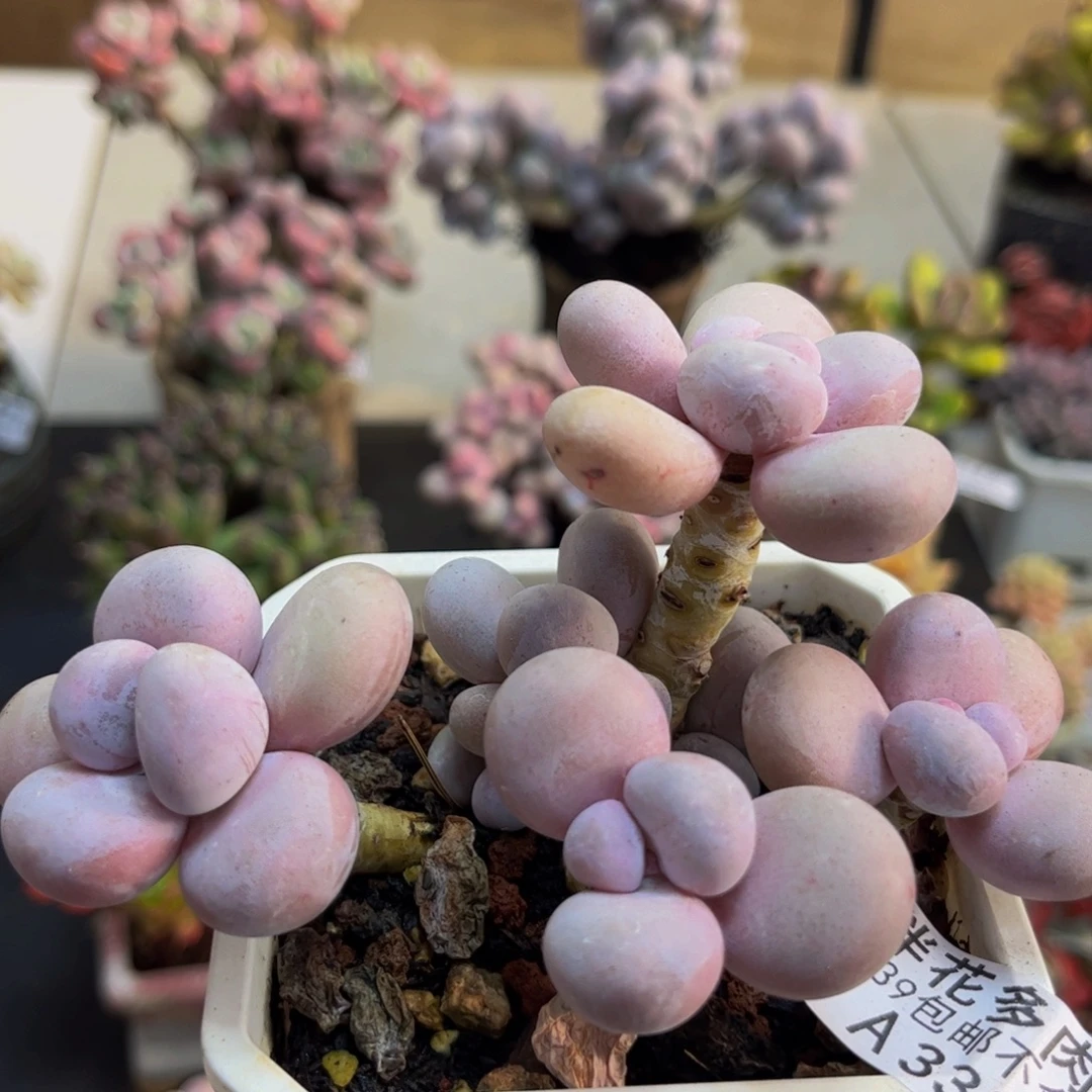 330/10cm水光针多肉植物