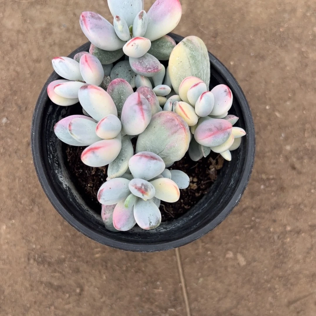 用****嗓多肉乒乓福娘锦2399号