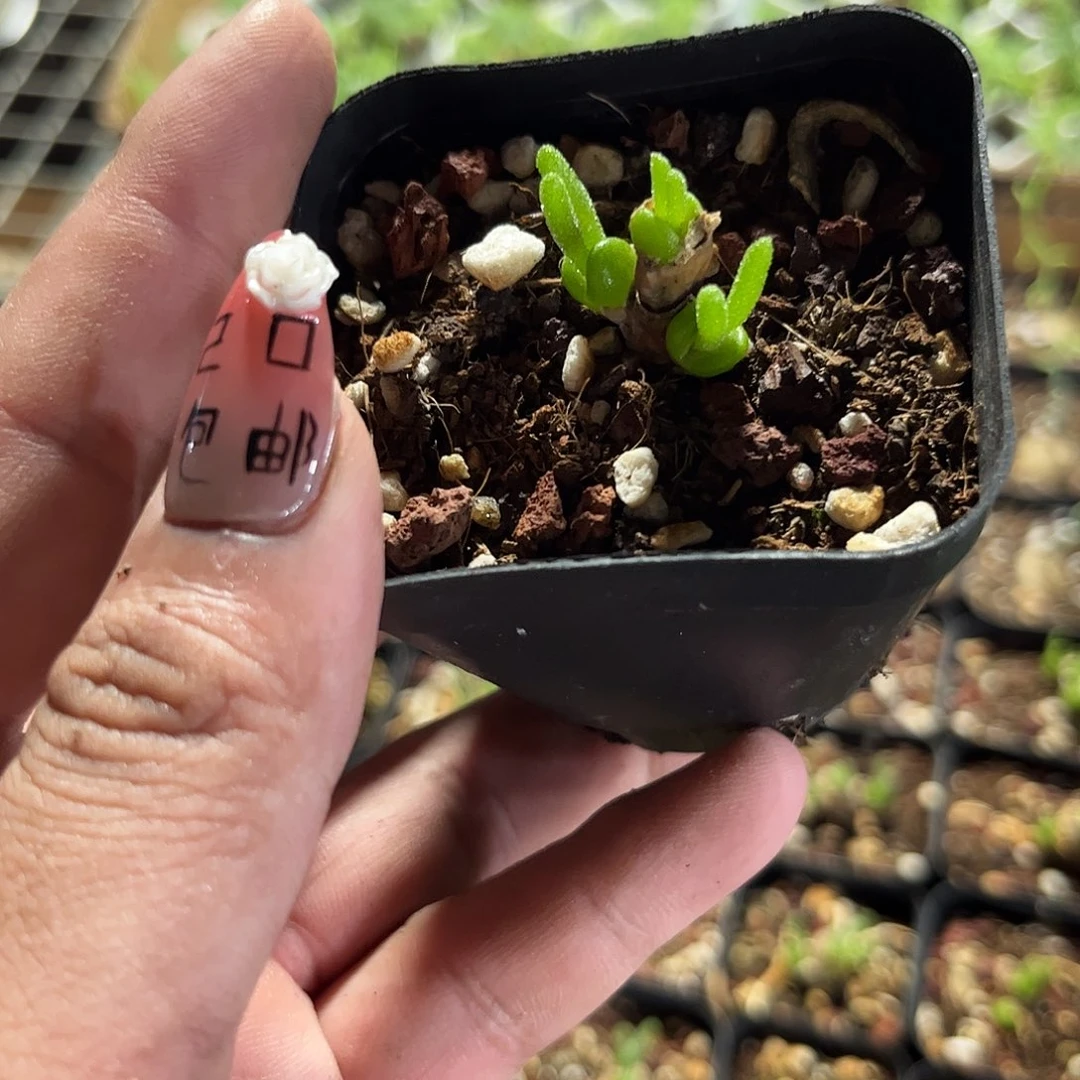 碧光环小兔子三头单头发货有根