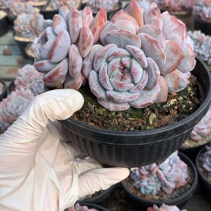 无花朵无砍哈哈哈哈哈哈哈哈27