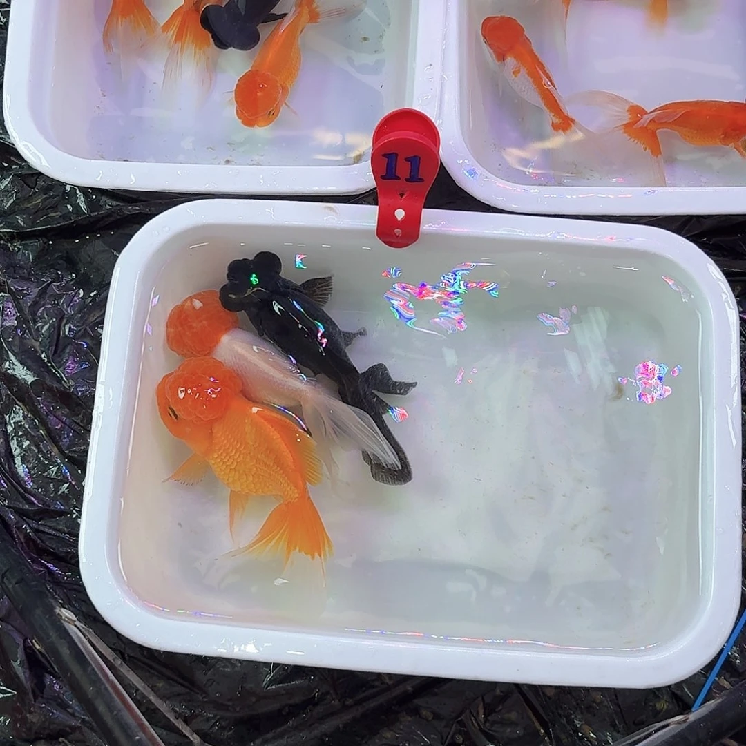 11号3条鱼鱼鱼条鱼鱼鱼