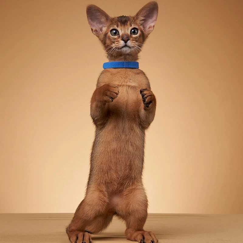 阿比西尼亚猫幼猫宠物猫咪活体原始色鹿色阿比上海猫舍同城猫咪