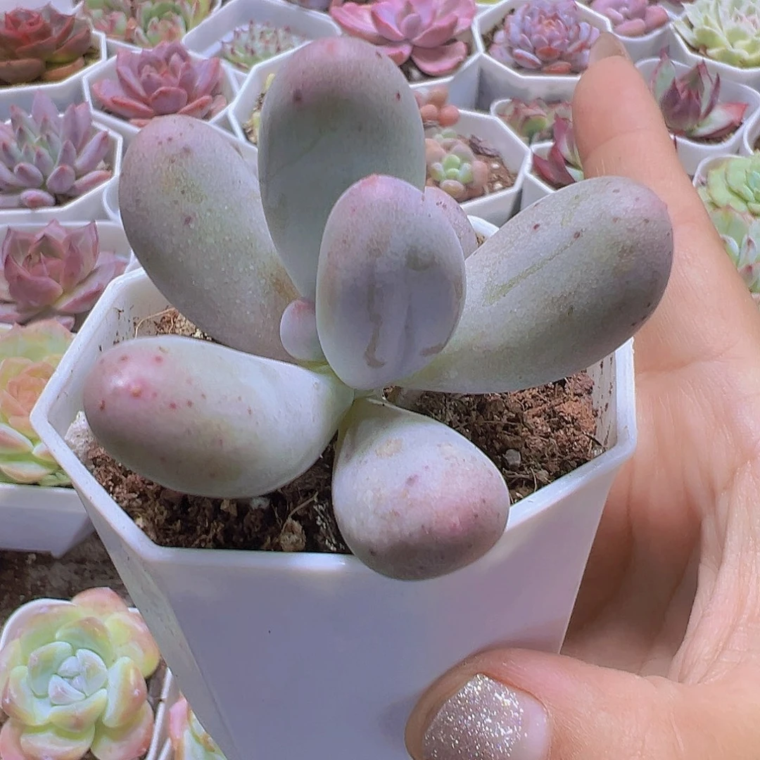 米可奶19包邮多肉植物