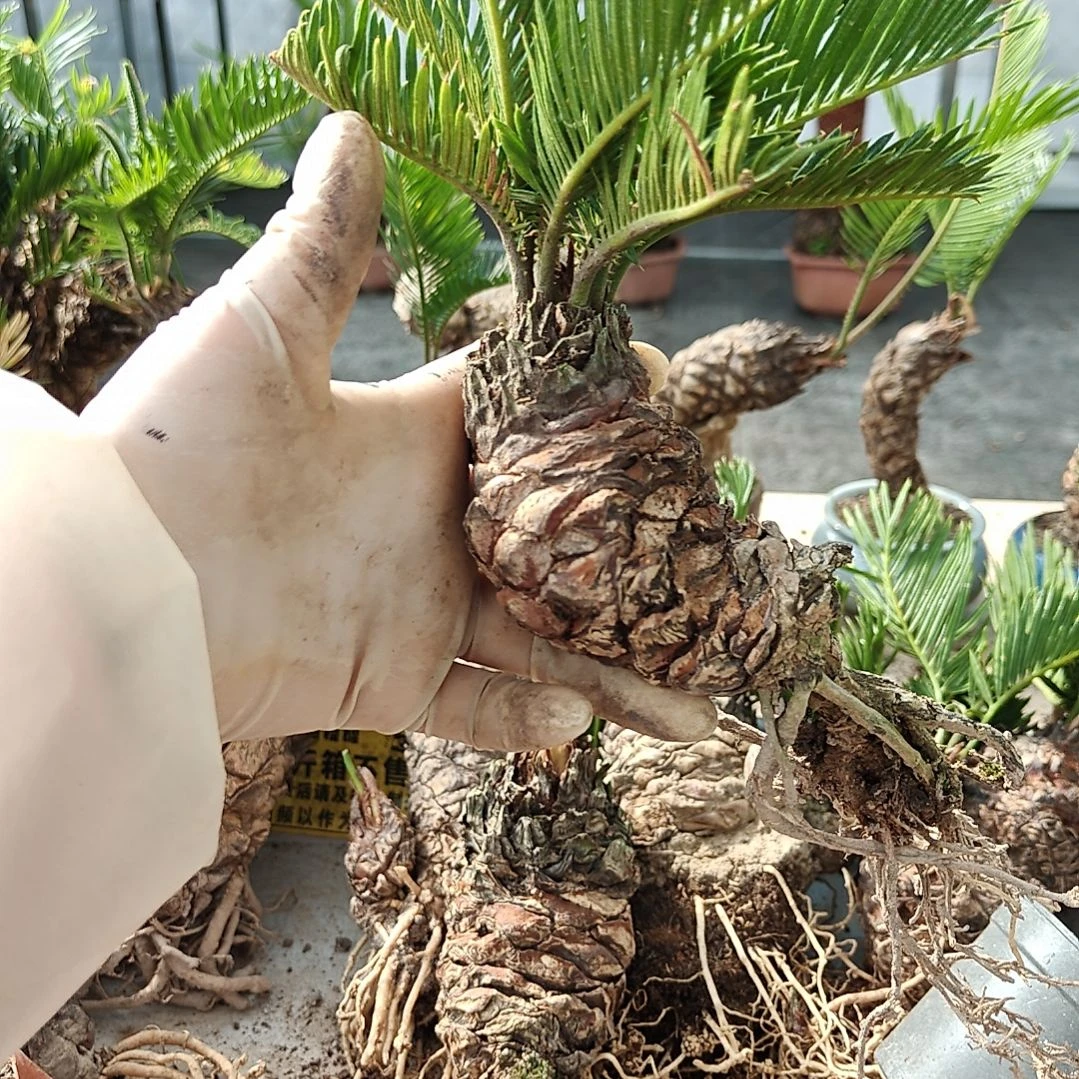 一***。无花朵白鳞铁盆景基地价