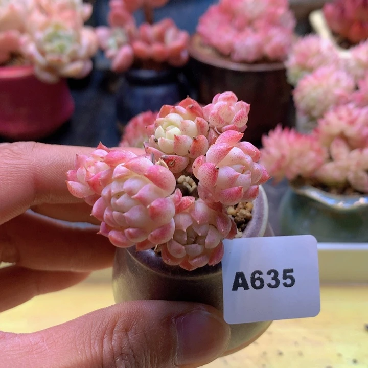 一物一拍满38包邮A635