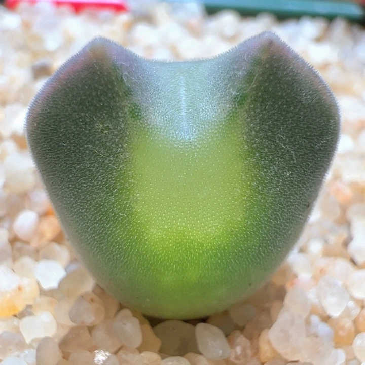 266。青蛙种源两年大眼空蝉